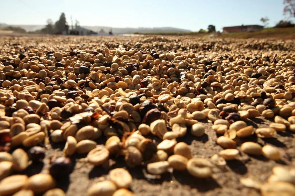 巴西咖啡为什么叫巴西咖啡,巴西咖啡的发展历史