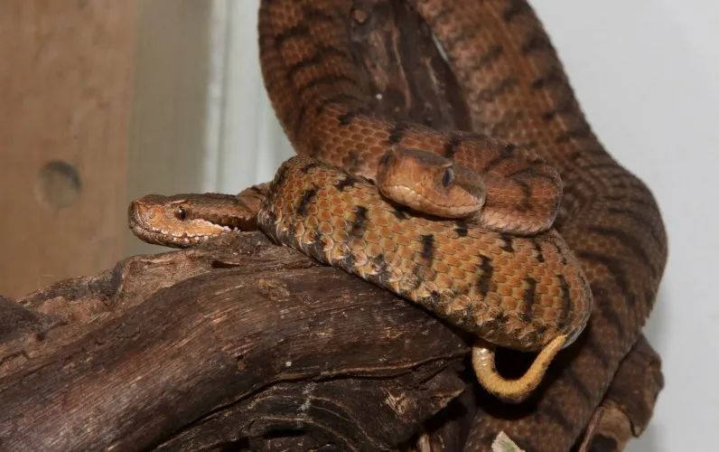 「原来欧洲有这么多种蛇？！」偷师卡塞尔的豢龙大师·下