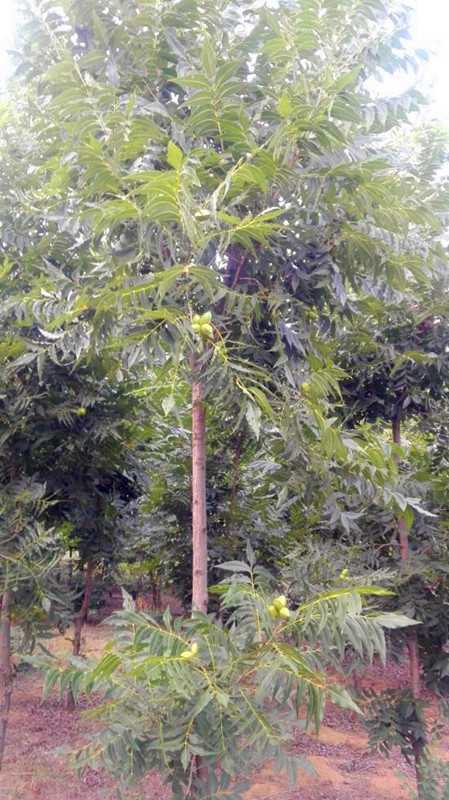 碧根果什么树的果实,开心果碧根果是什么树的果实