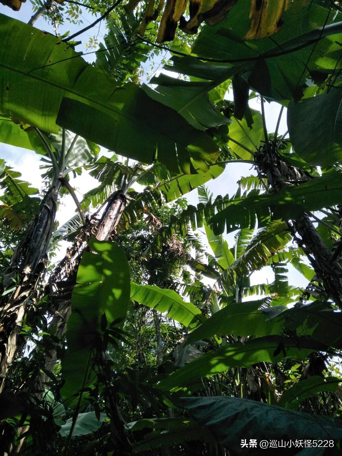 海口金牛岭的传说故事,三亚凤凰岭的传说和故事