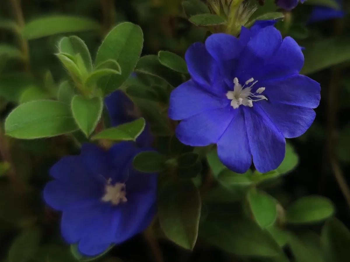 罕见漂亮的鲜花,全球最漂亮的鲜花