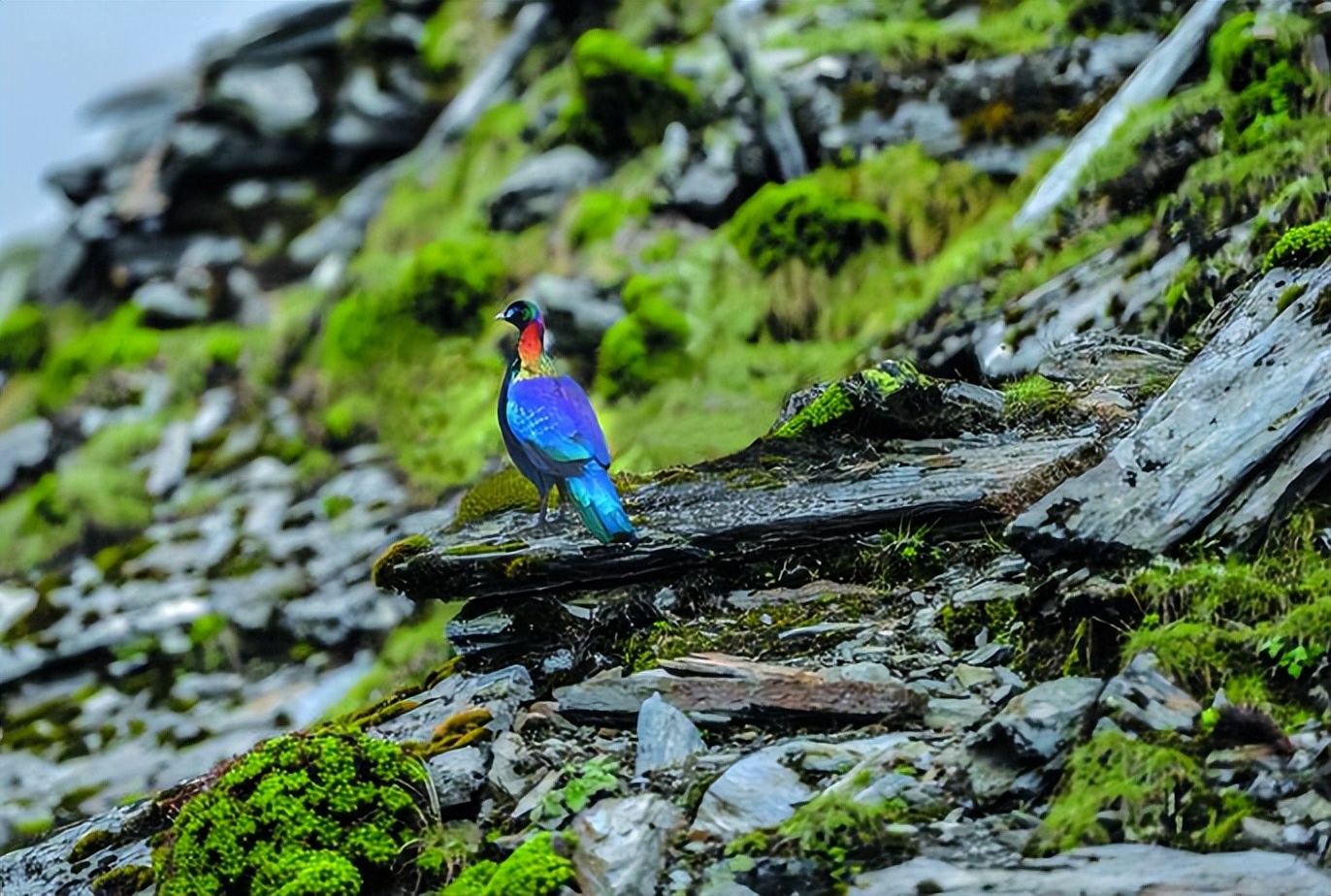 西昌市市鸟,西昌市鸟是哪种