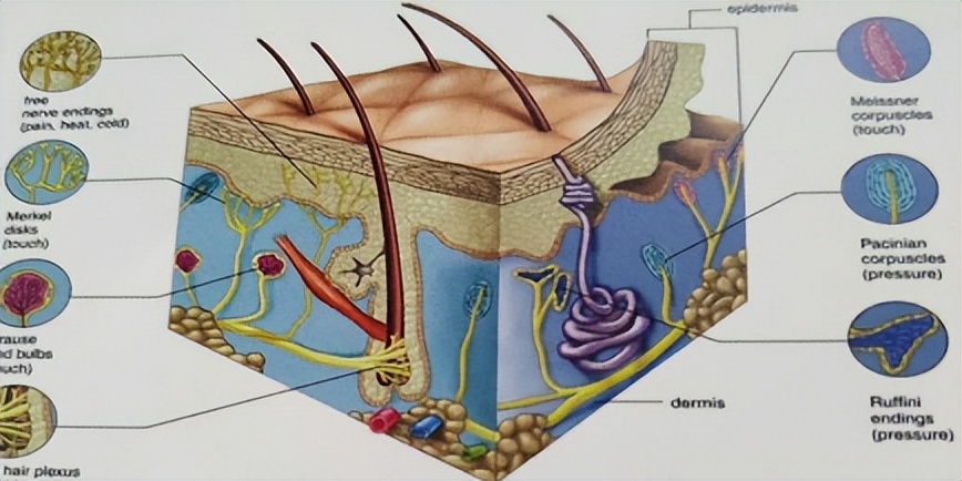 缇庡浗閫氱敤pps,缇庡浗pps浠锋牸