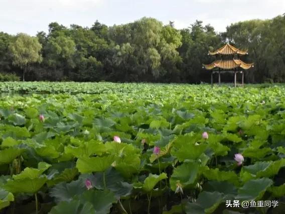 四月八日和四月初八有什么不同,三伏热不热看六月十五