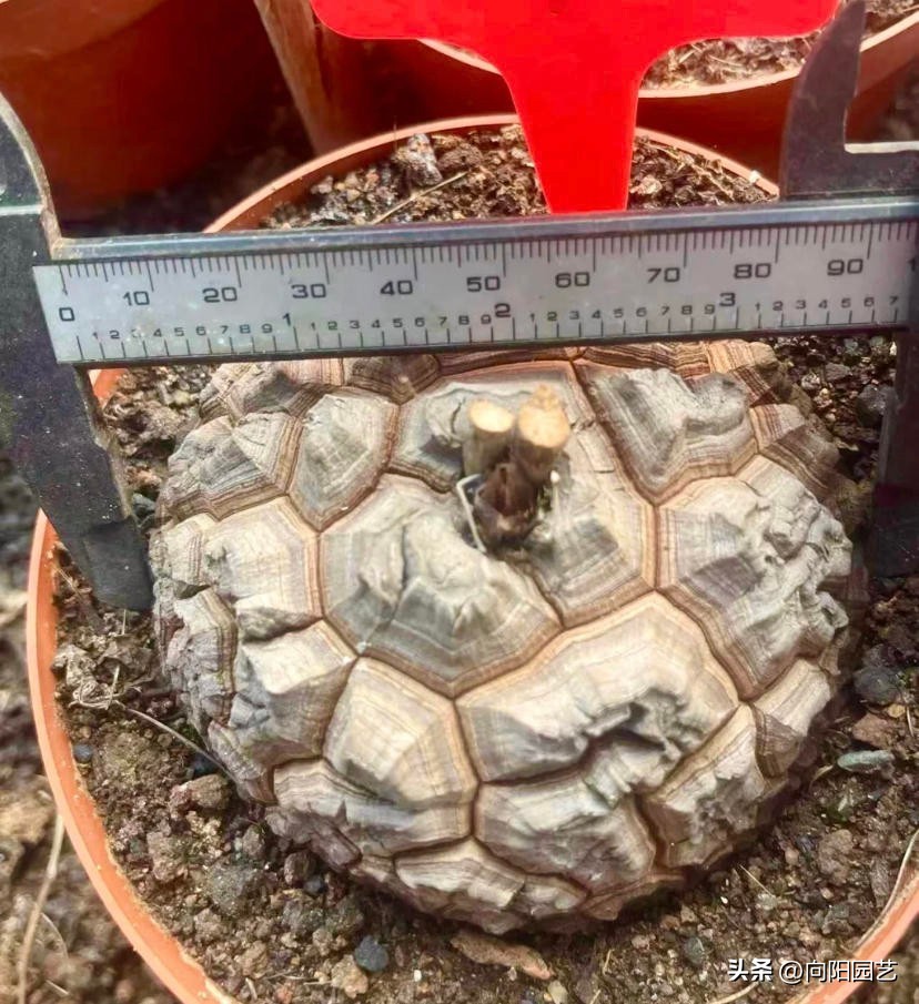 龟甲龙多长时间才能发根,南非龟甲龙先抽芽后发根吗