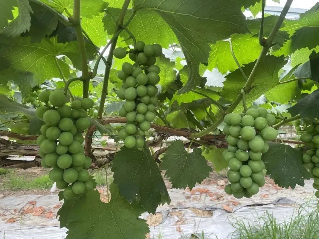 摘蓝莓桃子,摘蓝莓草莓樱桃桃子