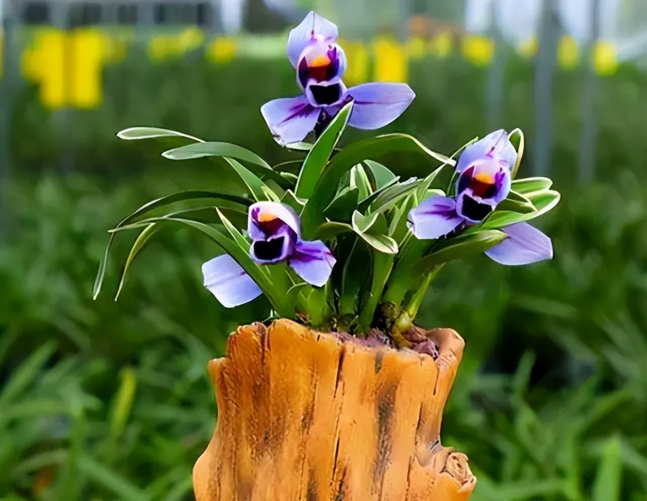 比较香且好养的兰花品种,兰花经典花型