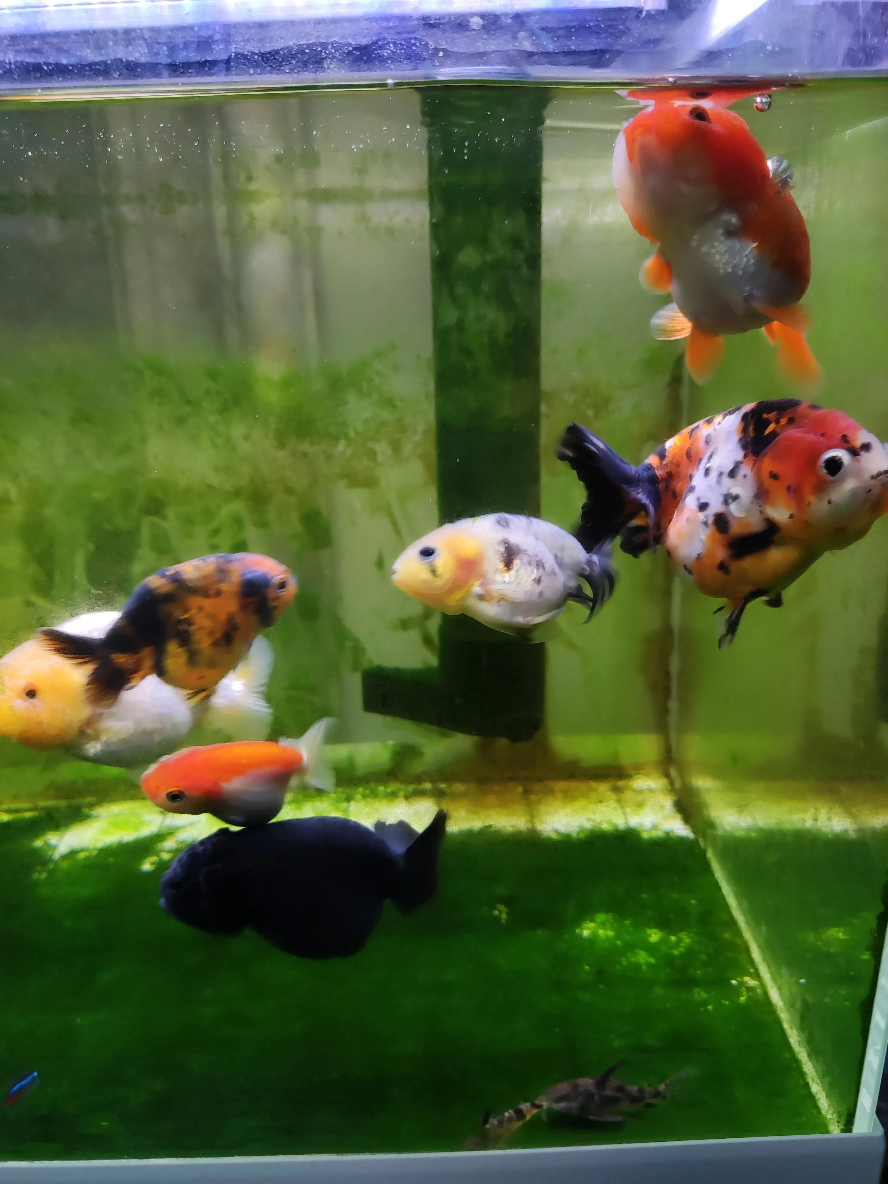 兰寿金鱼身上有白点怎么治,兰寿金鱼身上有白点和红点怎么办