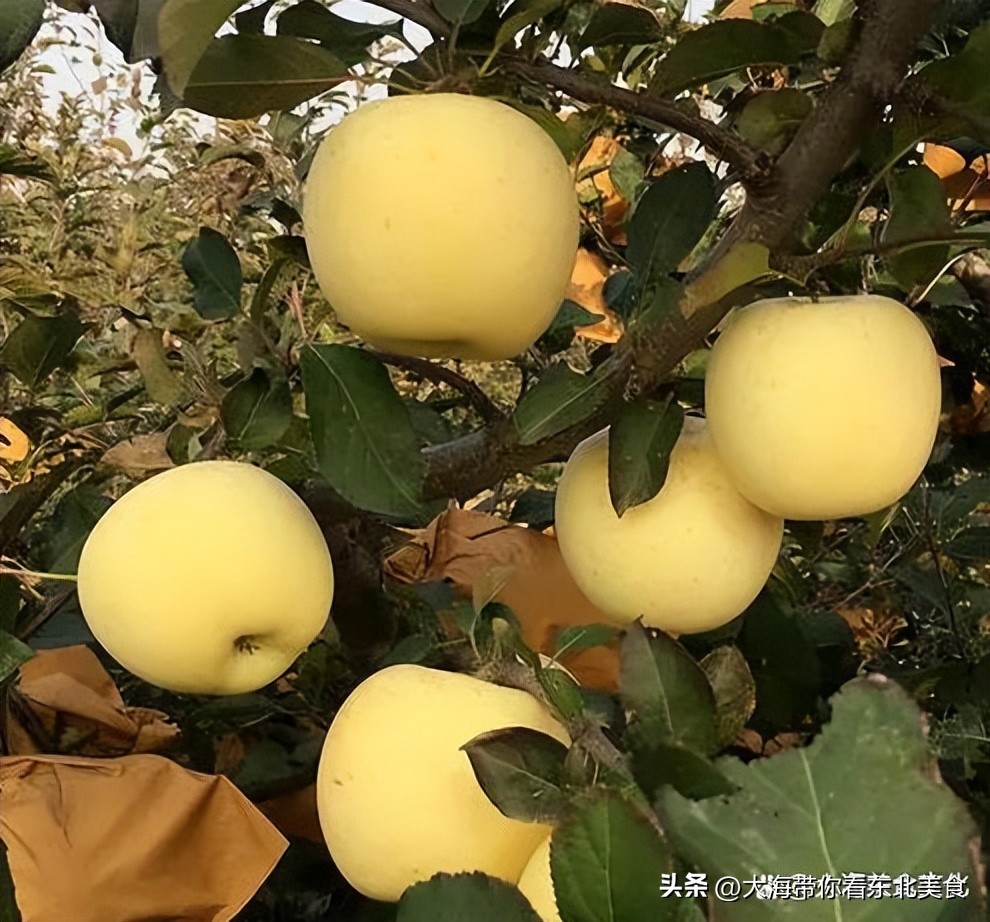 大连有什么好吃的水果,旅顺十大好吃的