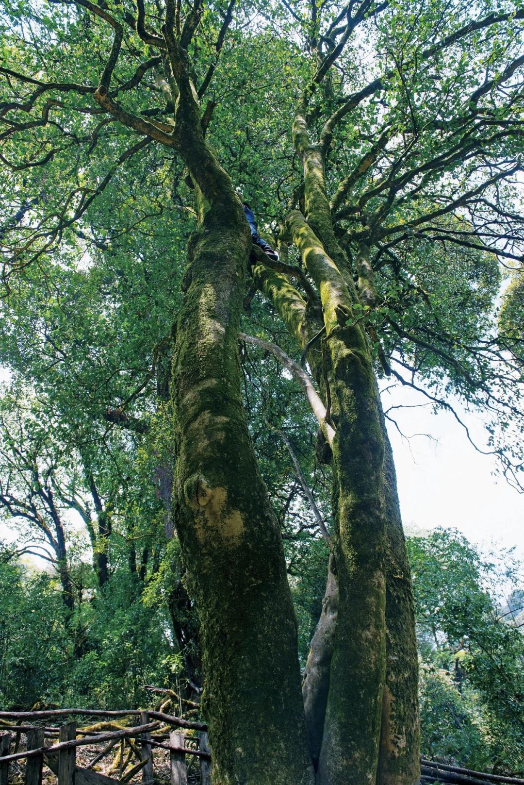 普洱茶惊艳的小产区,一张图看懂100个普洱茶产区