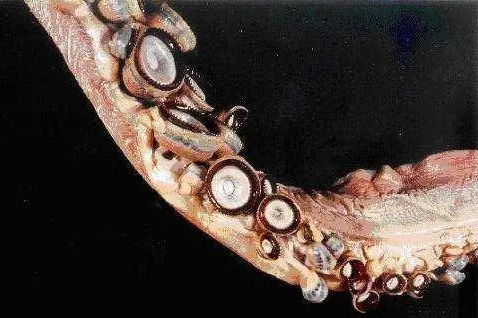 大王乌贼是不是抹香鲸的食物,抹香鲸是如何找到大王乌贼的