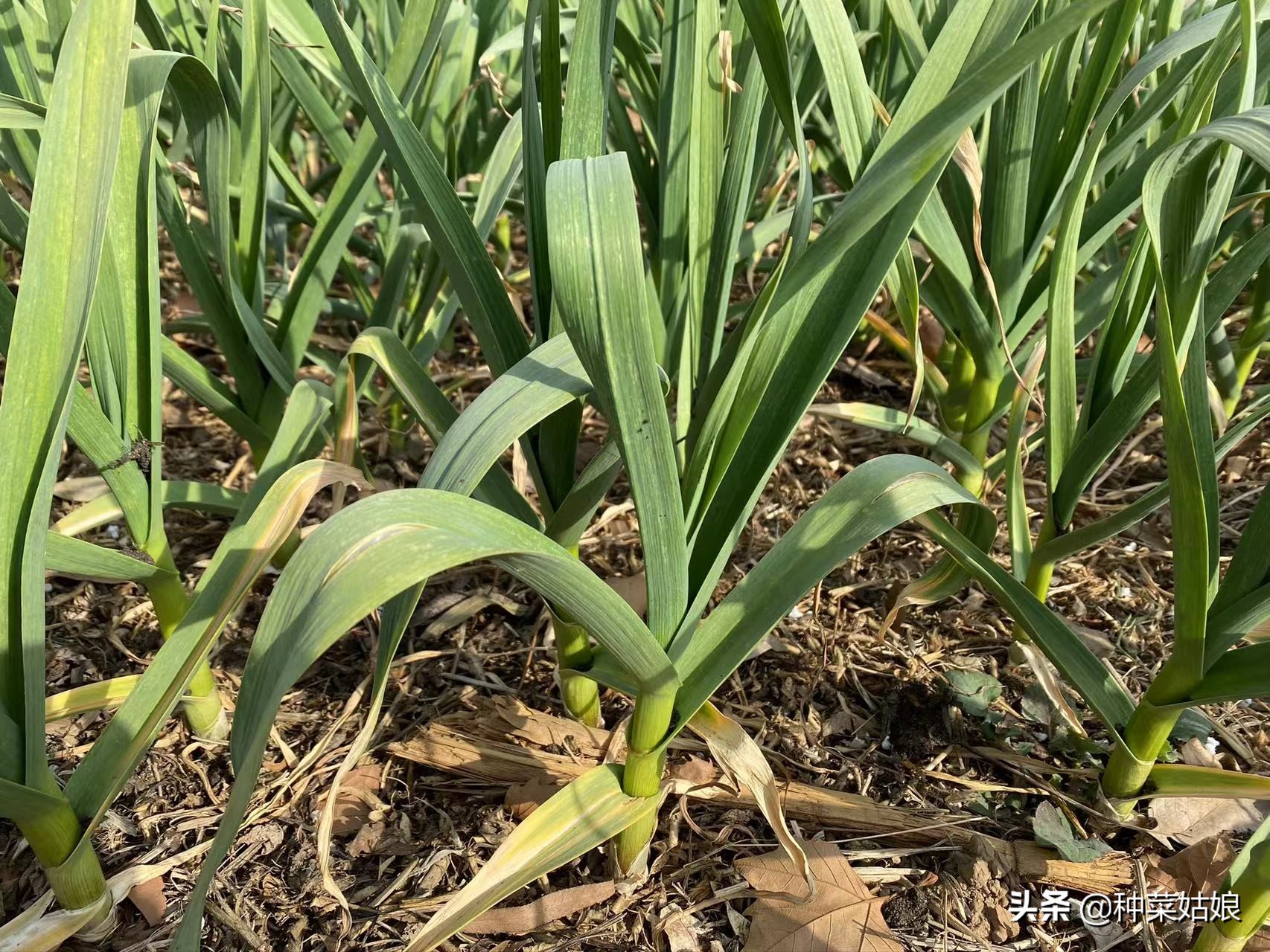 冻不死葱,冻不死的葱是啥意思