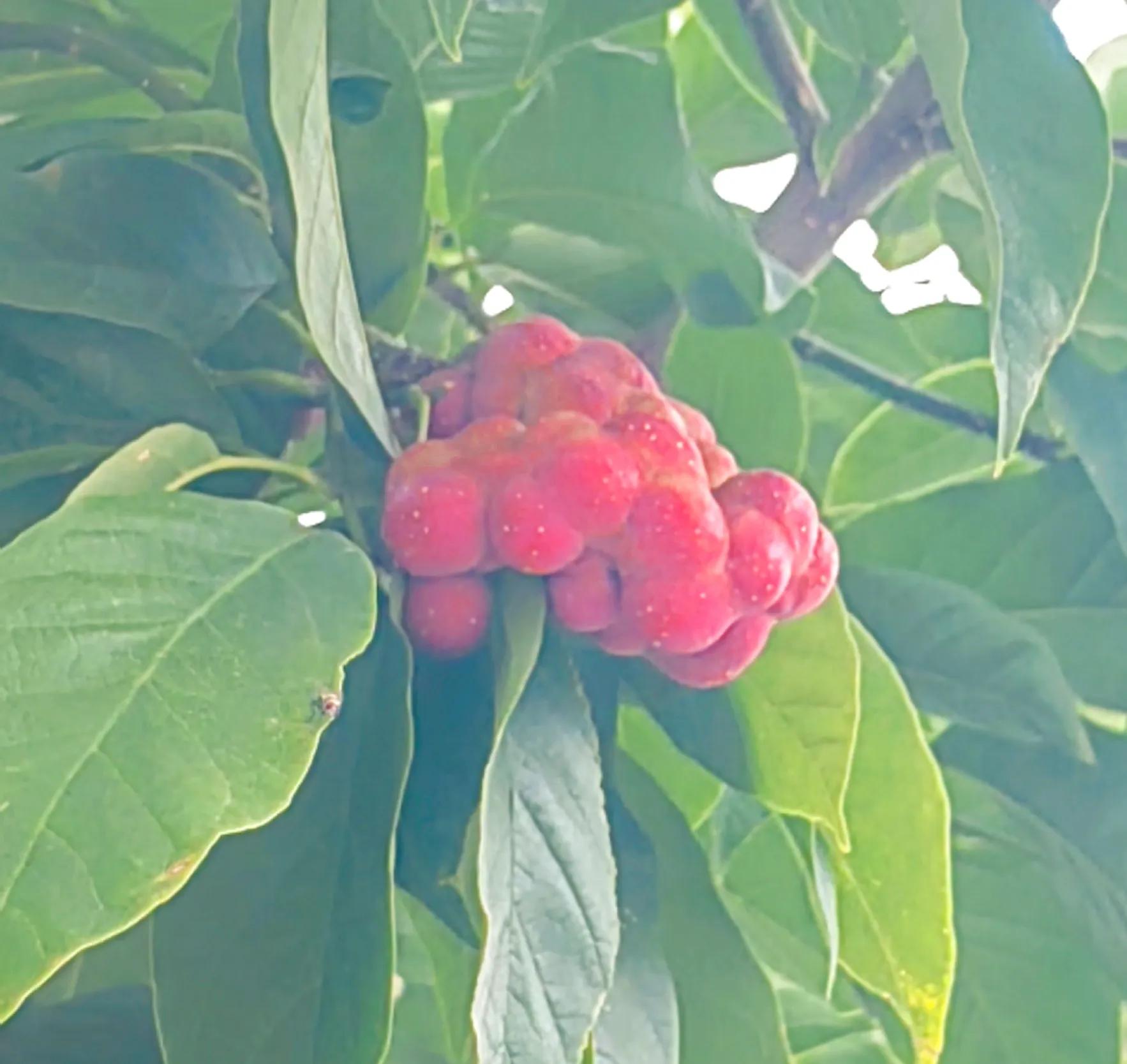 玉兰花奇特的外形,奇特的玉兰树果实