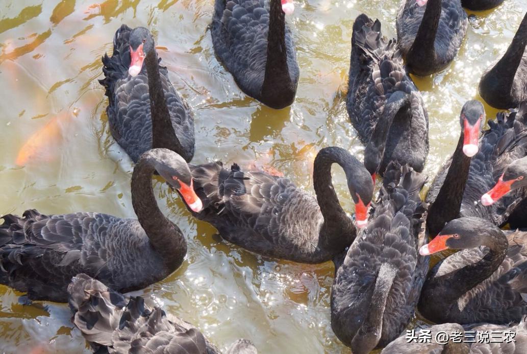 黑天鹅盆栽养法,养几只黑天鹅