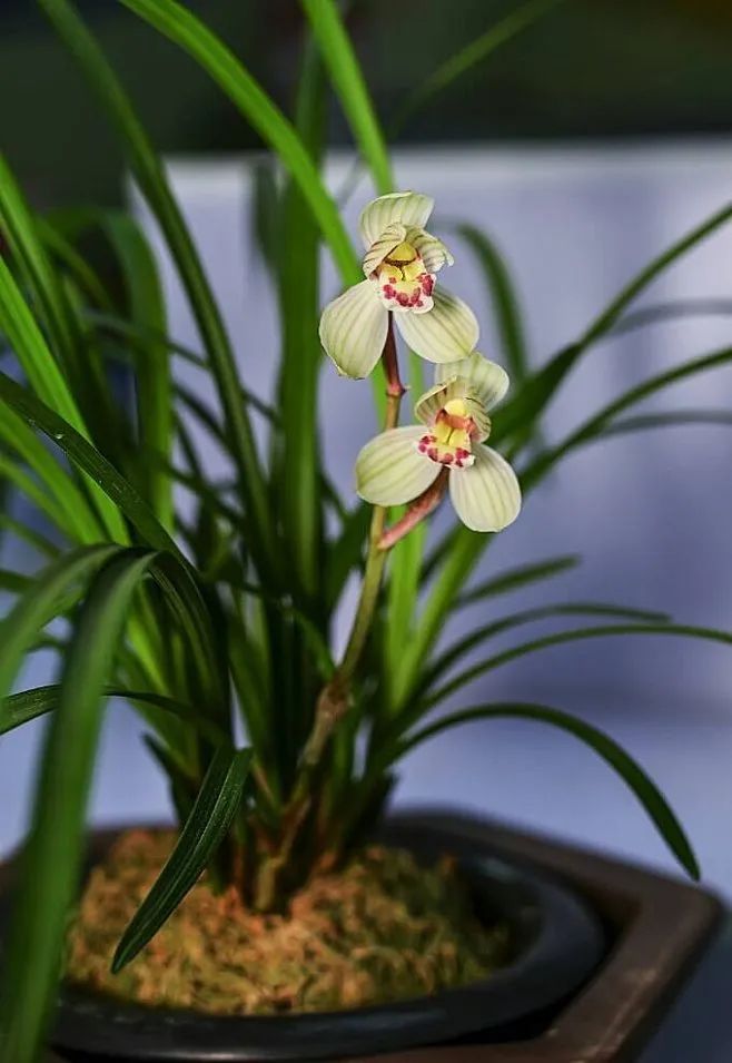 人出生的每个月对应的是什么花,8月份出生的用什么花代表