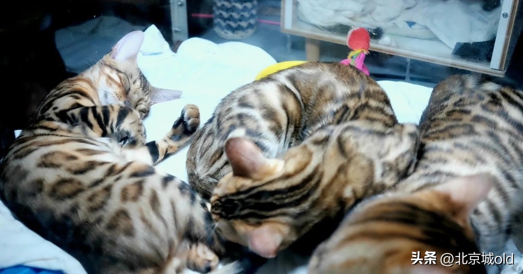 北京最值得去的三个大集,北京最实惠的大集