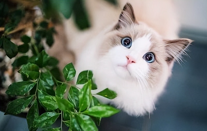 为什么说有些人千万不能养猫,哪种人不建议养猫