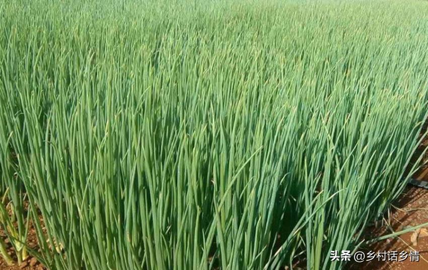 种大蒜前菜土要施肥吗,种大蒜大葱用什么肥料