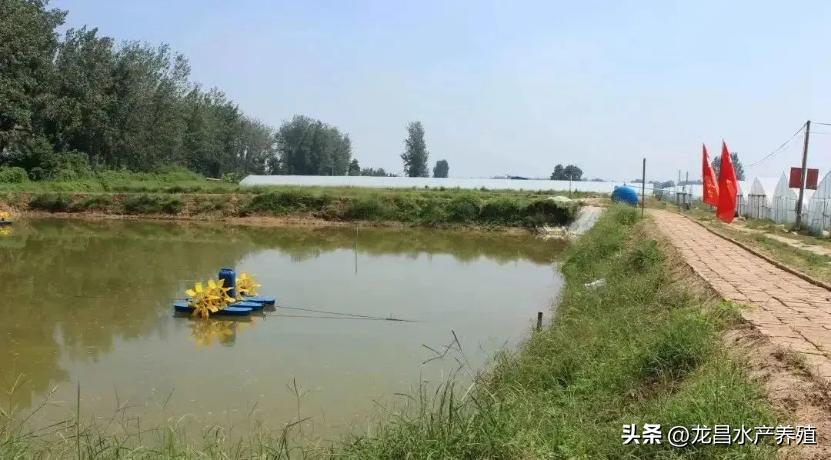 对虾孢子虫的塘口怎么处理,对虾肝肠孢虫脱离宿主能存活多久