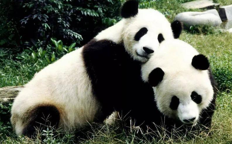 印度屡次向中国求借大熊猫遭拒，卡塔尔却一次成功？背后有何原因