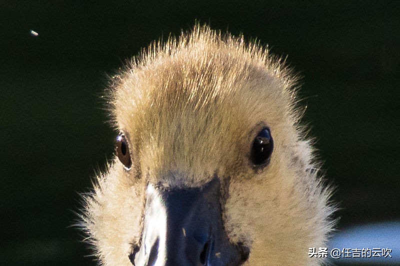 佳能RF100-400/5.6-8高分辨率镜头的性价比之选
