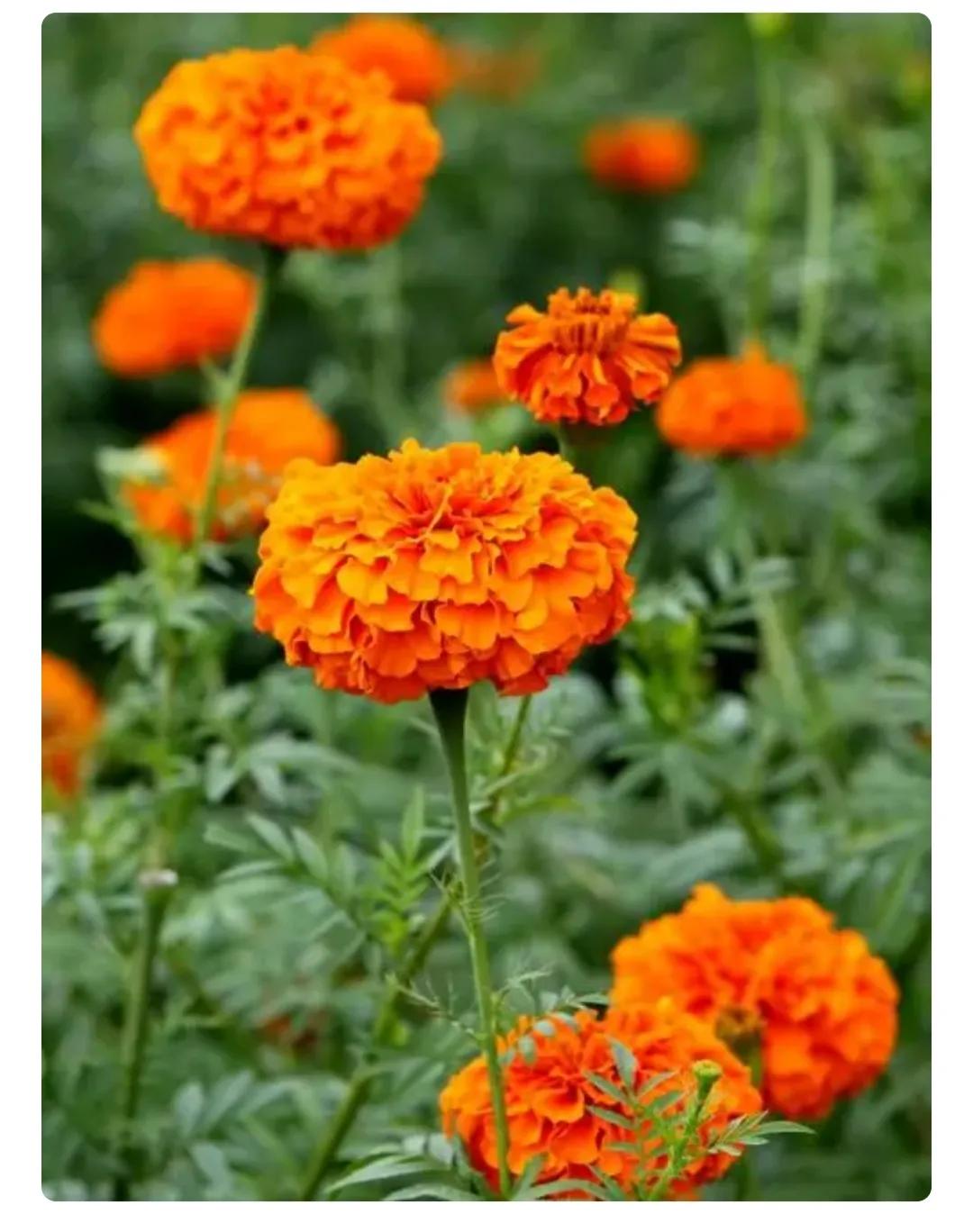 你怎么知道石楠花,你能接受石楠花吗