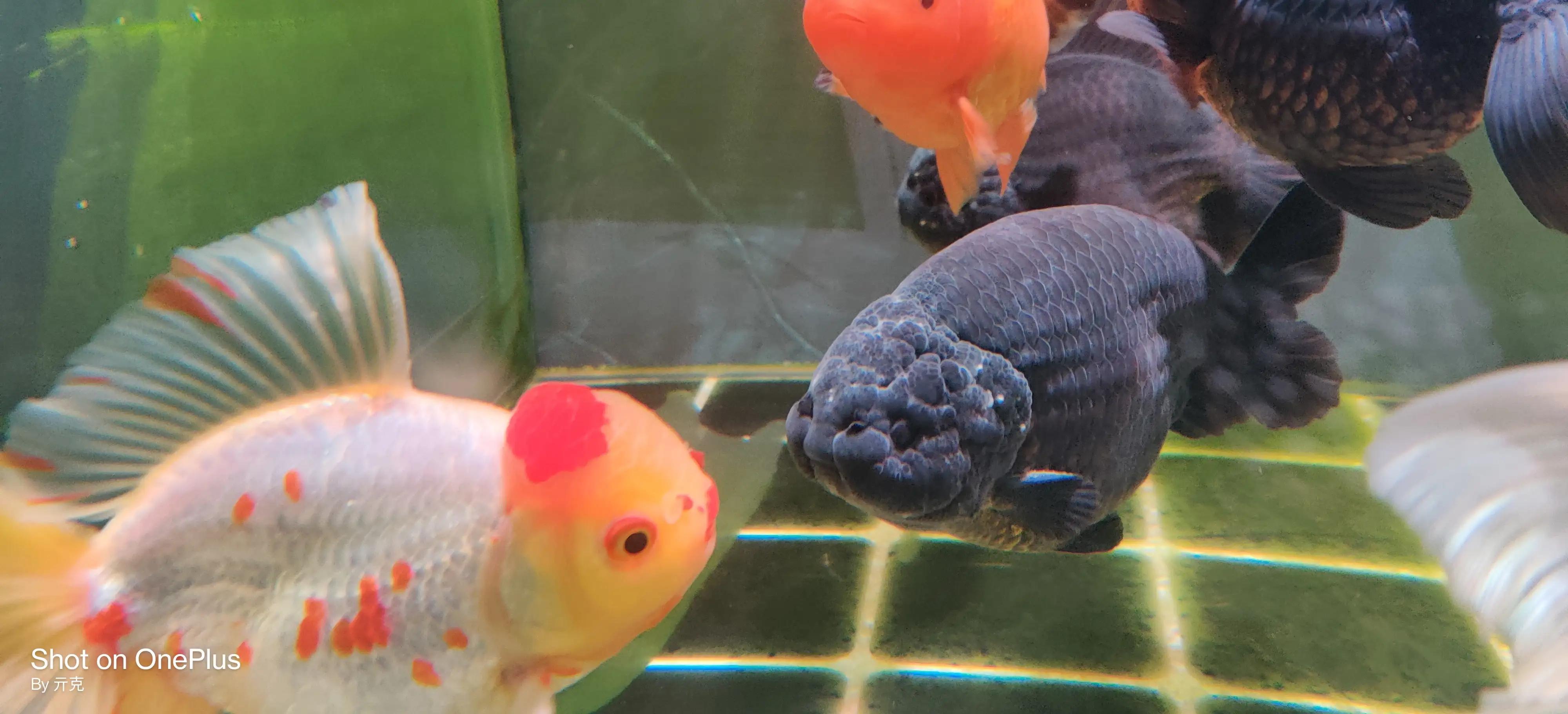 金鱼头瘤长白色絮状物,金鱼头瘤分泌白色絮状物