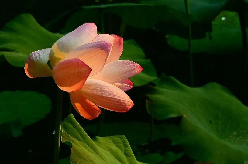 周嗣远|接天碧叶莹如玉，夕照芙蓉万朵花（原创荷之歌25首）