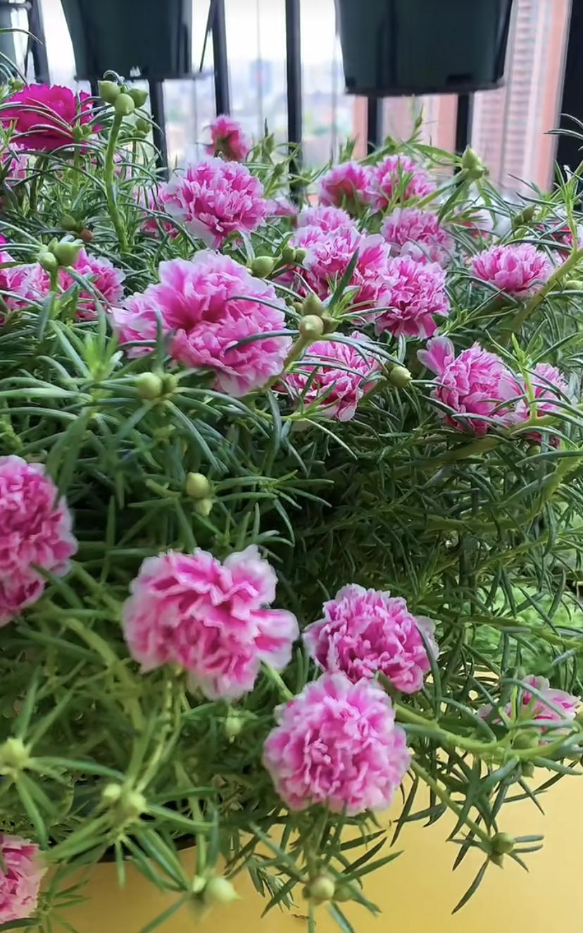 耐热的花好养的有哪些花卉,花期长耐热又好养的花卉