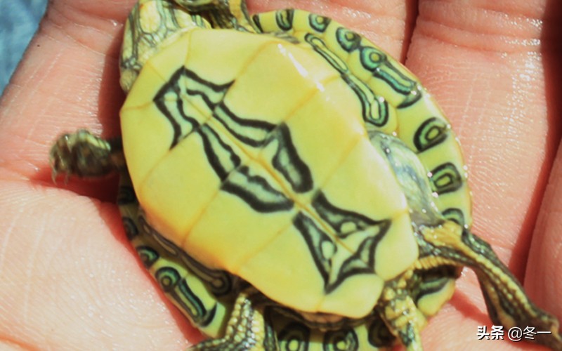 新手养龟的基本知识,入门养龟用什么龟缸