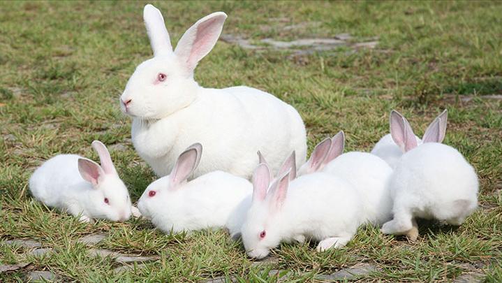 养殖肉兔都有哪些疾病,养兔的疾病治疗费用多少钱