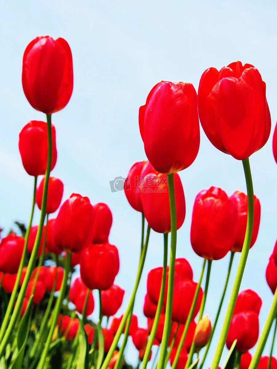 白色郁金香图片大全,郁金香图片大全大图唯美