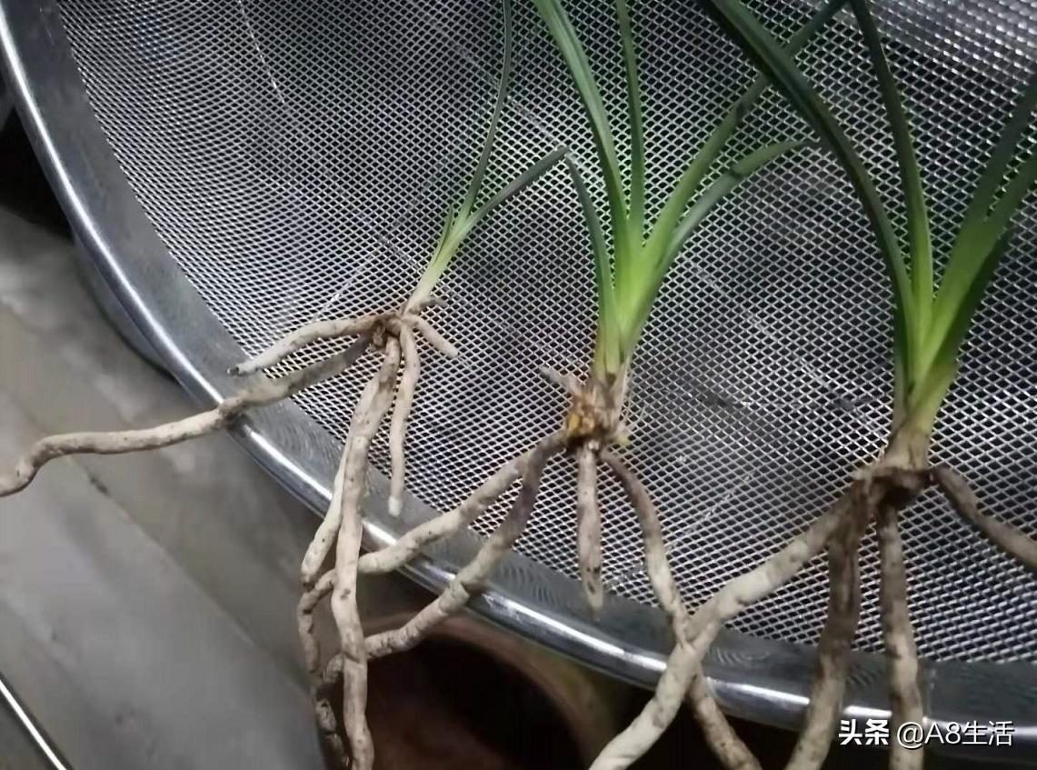 带你认识中华兰花纹瓣兰,顶级纹瓣兰图片