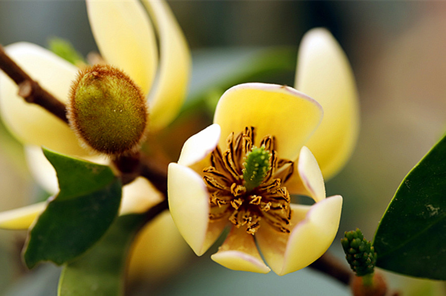 含笑花诗,含笑花的诗句