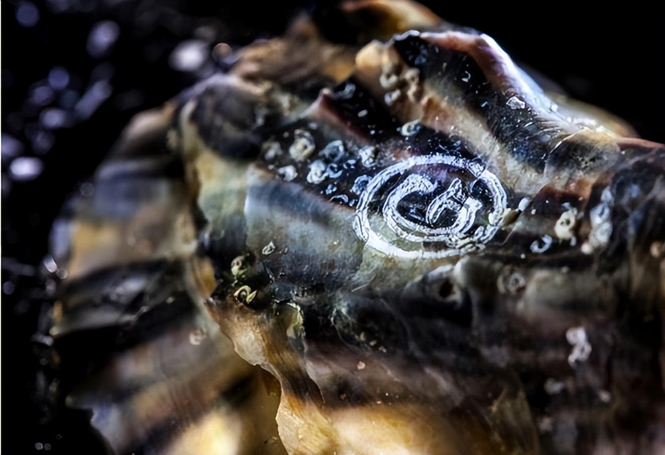 中国生蚝法国生蚝,中国吃生蚝