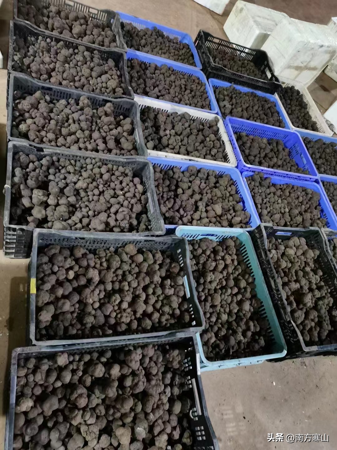 云南野生菌致幻品种,云南野生菌诗句