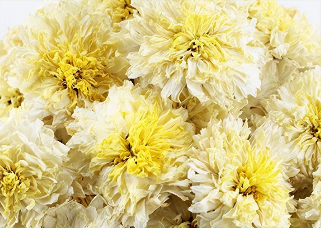 如何鉴别菊花茶的优劣呢,菊花茶正确选择