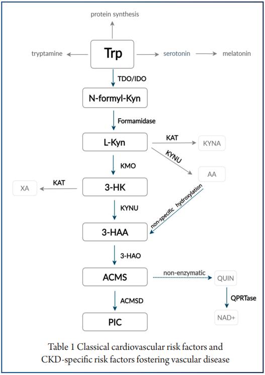 色氨酸代谢,色氨酸分解快会干嘛
