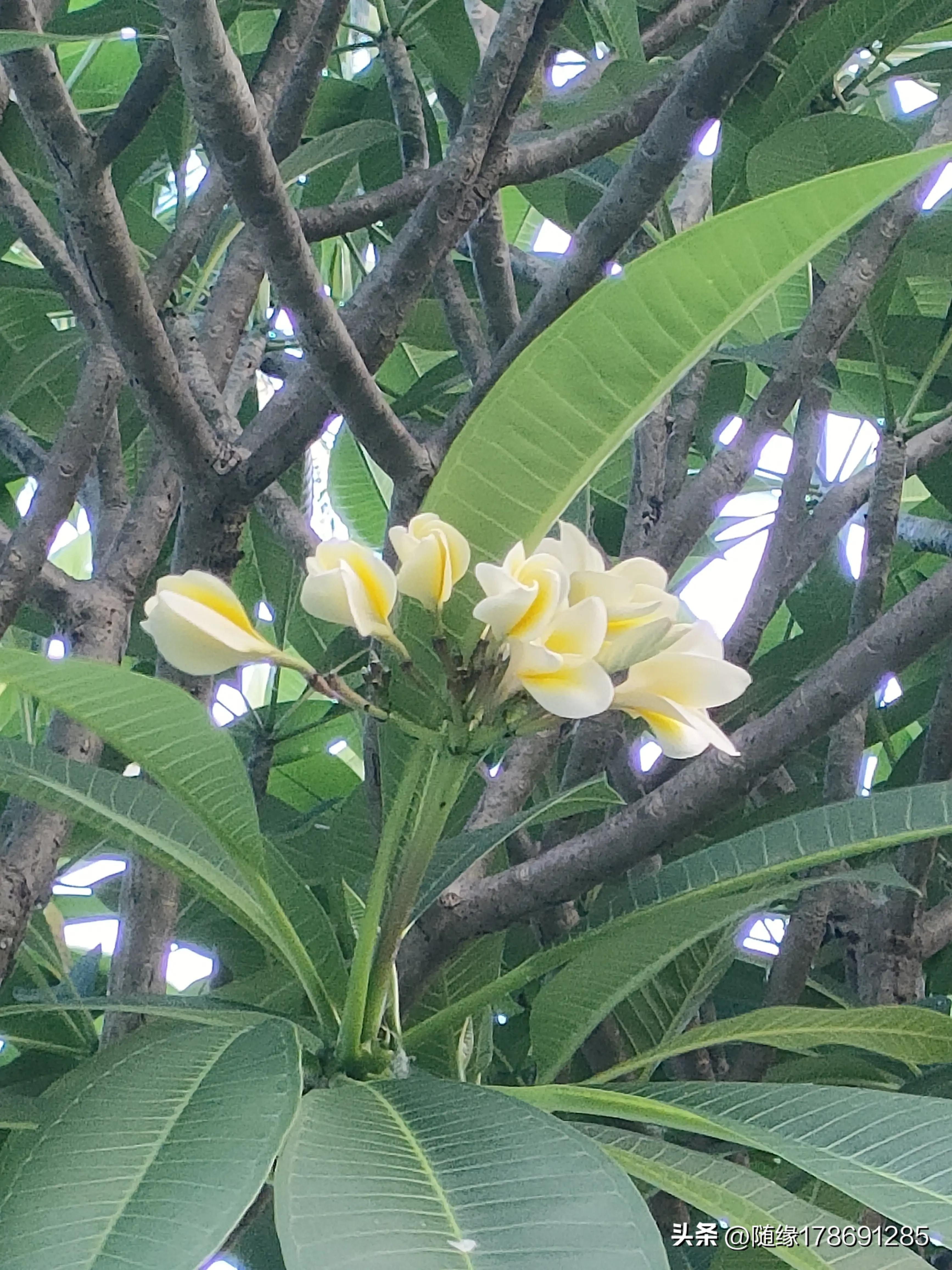 鸡蛋花开,又到了鸡蛋花开的季节