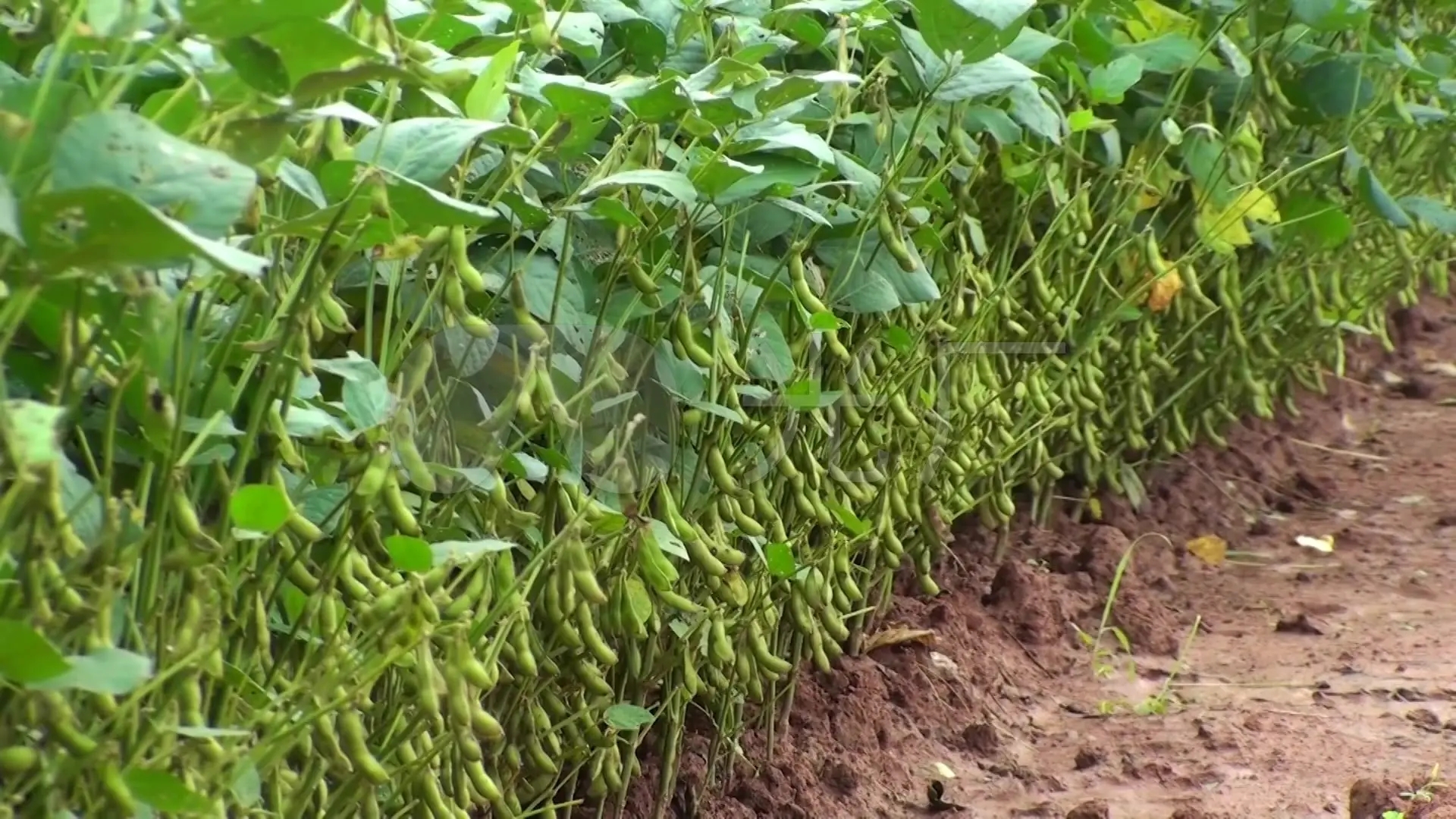 美国会不会停止对中国出口大豆,美国卡脖子最新信息