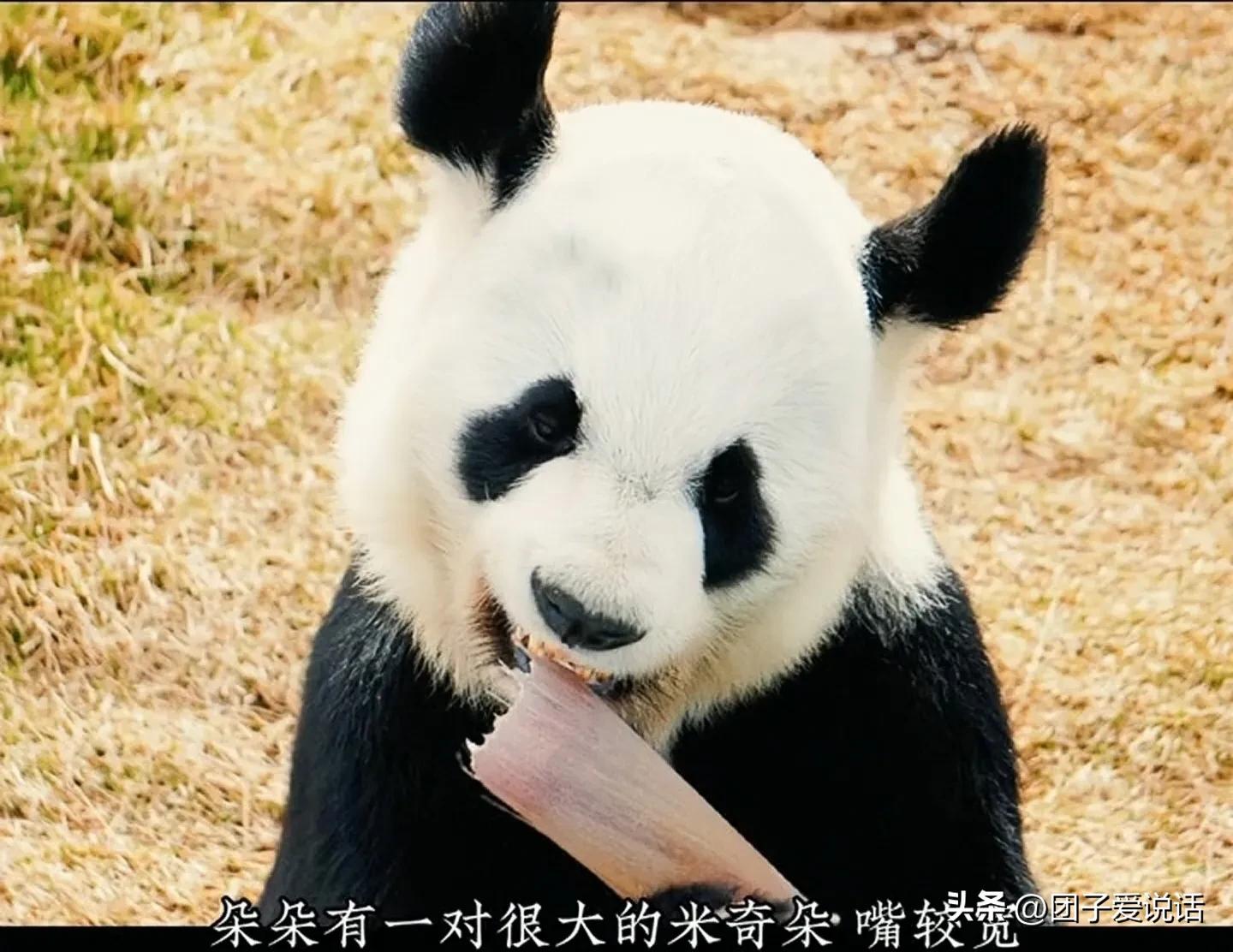 在汶川大地震救助的熊猫,经历汶川地震的熊猫