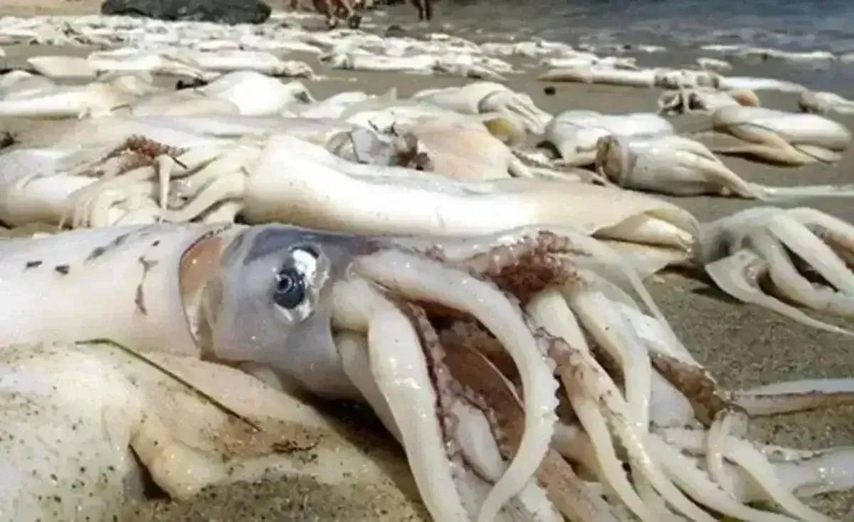 中国进口日本核污染产品,日本海水污染了中国海鲜还能吃吗