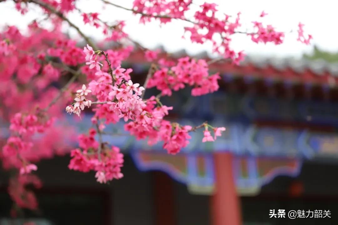 翁源江尾镇年味,翁源兰韵飘香