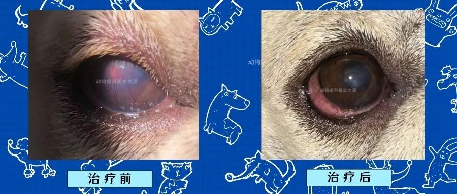 狗狗眼睛红肿能自愈吗吃什么药,狗眼睛红肿充血怎么治疗