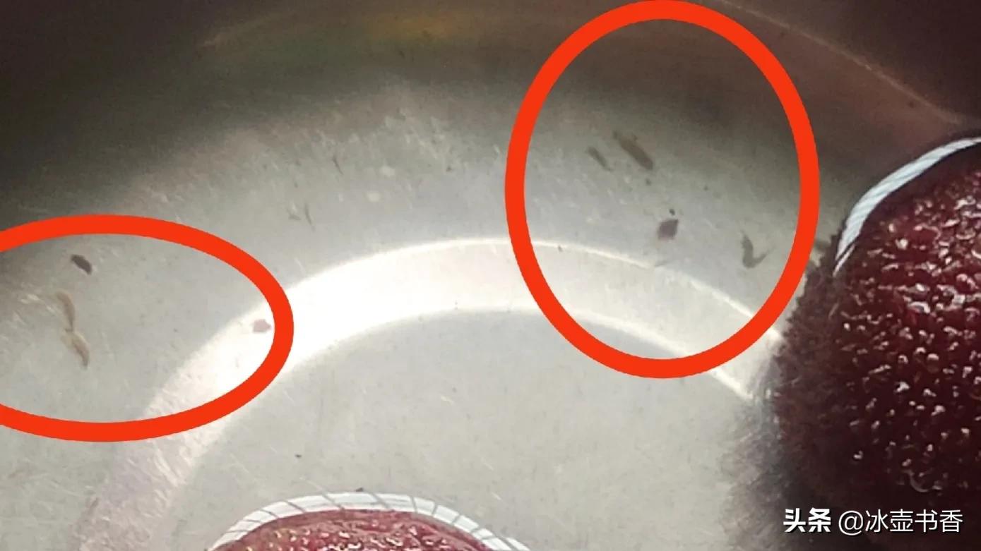 怕杨梅有虫怎么办,害怕杨梅里有虫子怎么办