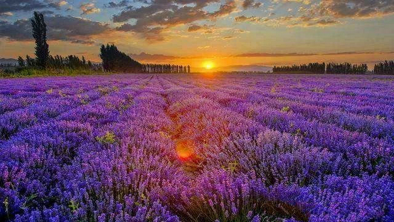 伊犁河谷薰衣草基地,伊犁河谷薰衣草自然条件