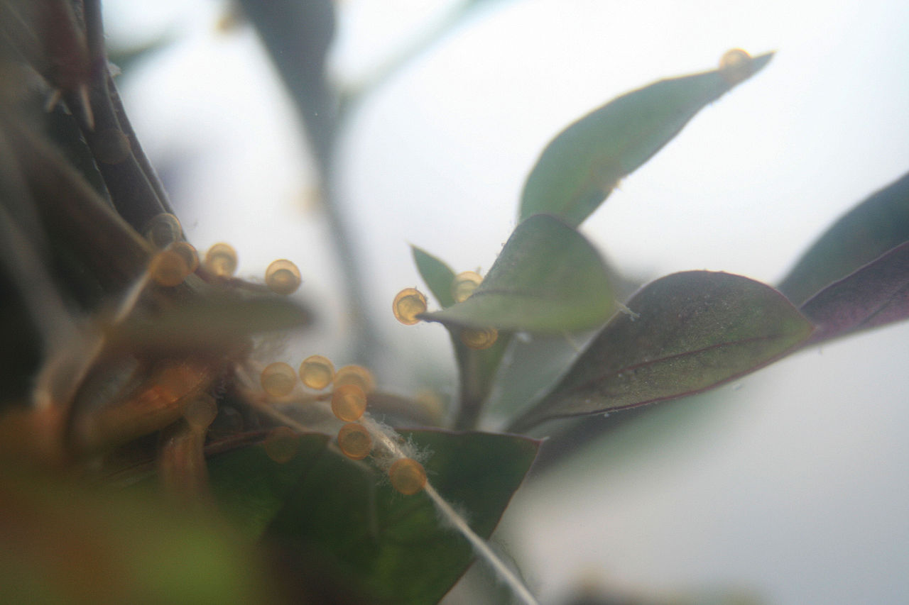 从宠物到泛滥成灾，进入北美的金鱼有多不讲武德？五大湖已快崩溃