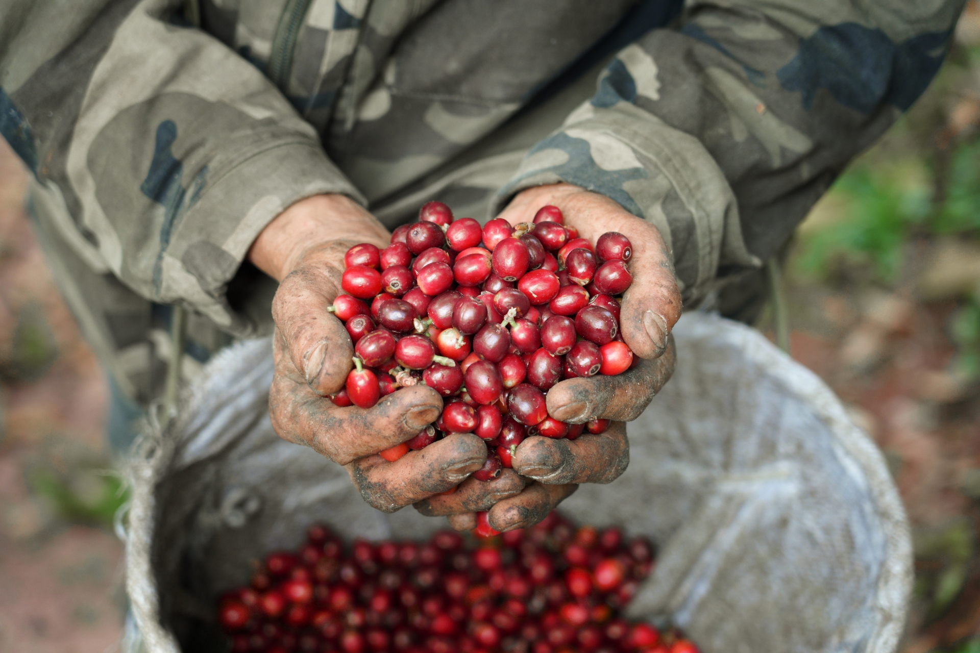 观云台丨云南咖啡是否“香精豆”?我们采访了8位资深从业者……