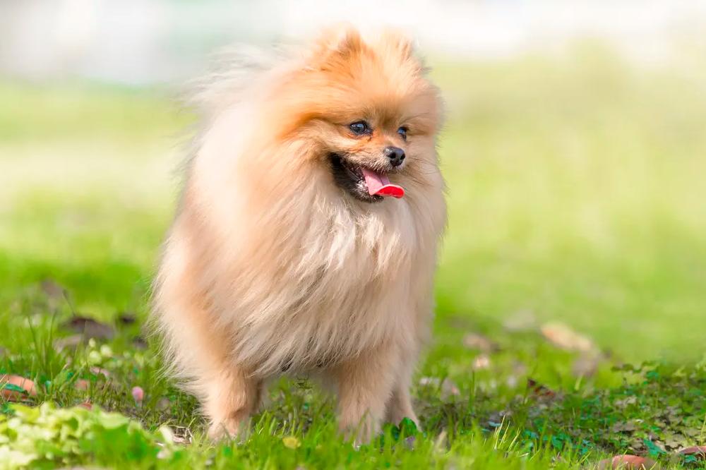 狗狗价格排行榜前十名德牧,狗狗价格排名前100名品种有哪些