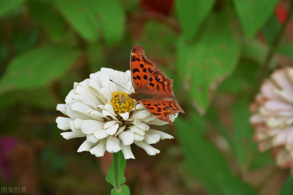 女性血尿是尿路感染吗,女性血尿是什么病的前兆